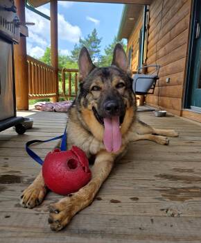 Rescue German Shepherd Dog Dogs for Adoption in Darien Center, New York - Griz | PetCurious