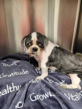 Rescue Shih Tzu and Mixed Breed Dogs for Adoption in West Chester, Pennsylvania - Oreo Fka Jake | PetCurious
