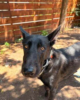 Cali -  German Shepherd Dog Dog for Adoption - Cali | PetCurious