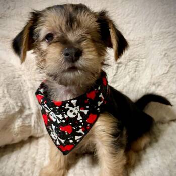 Benson -  Terrier Dog for Adoption in Fort Worth, Texas - Benson | PetCurious
