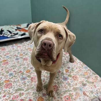 Birdy -  Mixed Breed Dog for Adoption in Titusville, Florida - Birdy | PetCurious
