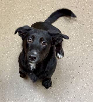 Jazzy -  Dachshund Dog for Adoption in Wando, South Carolina - Jazzy | PetCurious