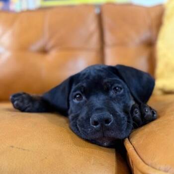 Boones Myles Bay -  Labrador Retriever and Black Labrador Retriever Dog for Adoption in Friendswood, Texas - Boones Myles Bay | PetCurious