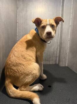 American Bulldog Dogs Available for Adoption - MAURICE | PetCurious