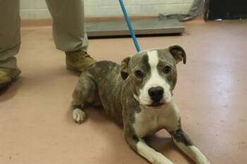 Mixed Breed Dogs Available for Adoption - EVAN | PetCurious