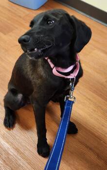 Thelma -  Black Labrador Retriever and German Shepherd Dog Dog for Adoption in Mauston, Wisconsin - Thelma | PetCurious
