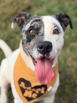 Phantom -  Catahoula Leopard Dog and Pit Bull Terrier Dog for Adoption in Lebanon, Tennessee - Phantom | PetCurious