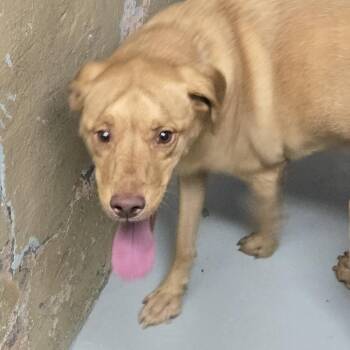 Grady -  Mixed Breed Dog for Adoption in Newark, New Jersey - Grady | PetCurious