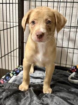 Madelyn -  Black Mouth Cur and Mixed Breed Dog Available for Adoption in Picayune, Mississippi - Madelyn | PetCurious