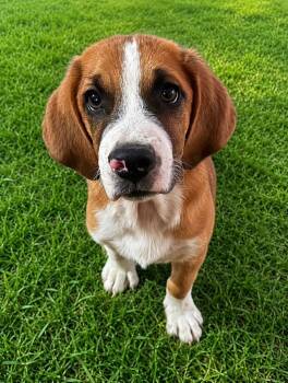 Mark -  Basset Hound Dog for Adoption in Colorado Springs, Colorado - Mark | PetCurious