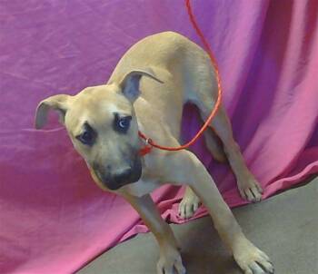 Rescue German Shepherd Dog and Mixed Breed Dogs for Adoption in Sacramento, California - DOTTIE | PetCurious