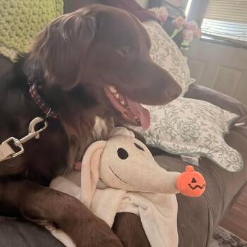 Mixed Breed Dogs Available for Adoption in Fredericksburg, Virginia - Mars | PetCurious