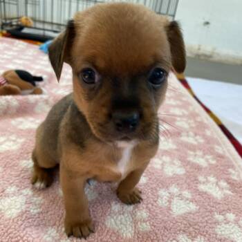Bean -  Terrier and Mixed Breed Dog for Adoption in Wimberley, Texas - Bean | PetCurious
