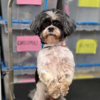 Rescue Shih Tzu Dogs for Adoption in Wake Forest, North Carolina - Charlie | PetCurious