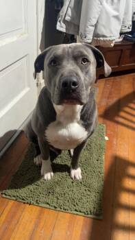 Blue -  Pit Bull Terrier Dog for Adoption in Waterloo, Iowa - Blue | PetCurious