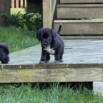 Fool For Your Love -  Mixed Breed Dog for Adoption in Fredericksburg, Virginia - Fool For Your Love | PetCurious