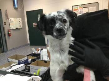 Terrier and Mixed Breed Dogs Available for Adoption in Thousand Palms, California - AVA | PetCurious