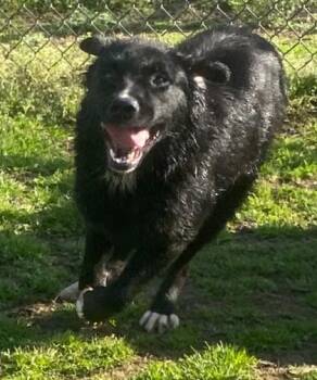 Saint Bernard and Mixed Breed Dogs Available for Adoption - Kyla | PetCurious