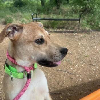 Zinc -  Mixed Breed Dog for Adoption in Bentonville, Arkansas - Zinc | PetCurious