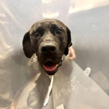 Daisy -  Great Dane and Mastiff Dog for Adoption in South Saint Paul, Minnesota - Daisy | PetCurious