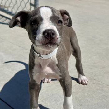 Warren -  Pit Bull Terrier Dog for Adoption in Matteson, Illinois - Warren | PetCurious