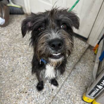 Pecan -  Terrier Dog for Adoption in New York, New York - Pecan | PetCurious
