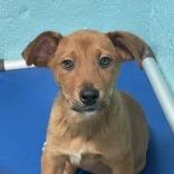 Vegeta - Butler Campus -  Mixed Breed Dog for Adoption in Flagstaff, Arizona - Vegeta - Butler Campus | PetCurious