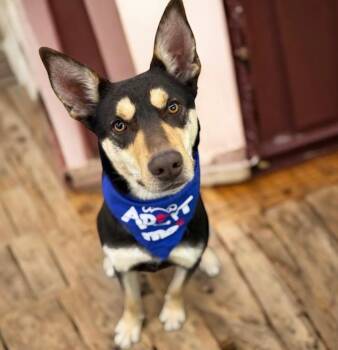 Australian Kelpie Dogs Available for Adoption in Columbia, Illinois - Makemake | PetCurious