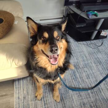 Australian Shepherd Dogs Available for Adoption - Kobe | PetCurious