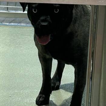 Pug Dogs Available for Adoption in Abilene, Texas - Arturo | PetCurious