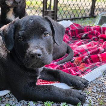 Boggle -  Mixed Breed Dog for Adoption in Glenfield, New York - Boggle | PetCurious