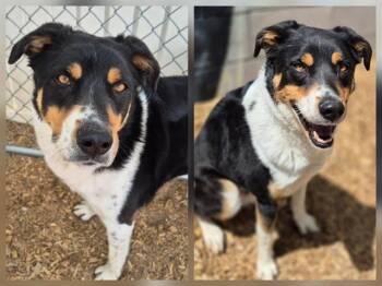 Greater Swiss Mountain Dog and Mixed Breed Dogs Available for Adoption in Albuquerque, New Mexico - MUFASA | PetCurious