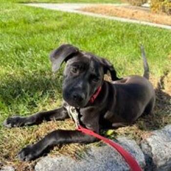 Heath (available on 10/30) -  Labrador Retriever Dog for Adoption in Briarcliff Manor, New York - Heath (available On 10/30) | PetCurious