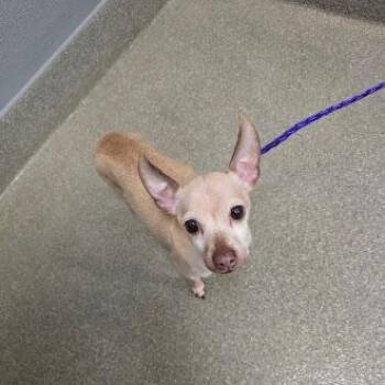 ELLA -  Chihuahua Dog for Adoption in Las Vegas, Nevada - ELLA | PetCurious