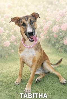 Tabitha -  Black Mouth Cur Dog for Adoption in Lucas, Texas - Tabitha | PetCurious