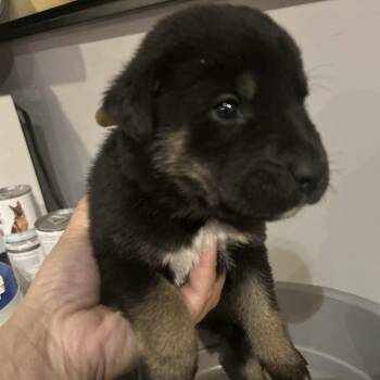 Rescue Rottweiler Dogs for Adoption in Niagara Falls, Ontario - Dr. Pepper (20251022-02) | PetCurious