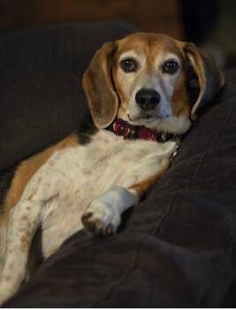 Josie -  Beagle Dog for Adoption in Weatherford, Texas - Josie | PetCurious