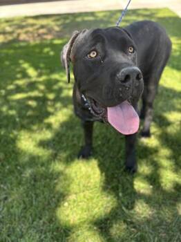 Roxy -  Cane Corso Dog Available for Adoption in Victorville, California - Roxy | PetCurious