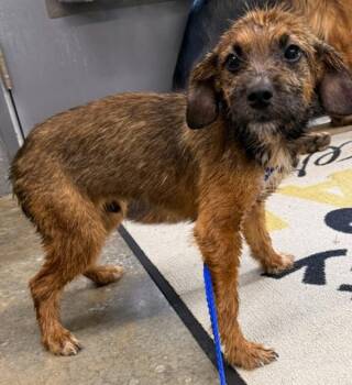 Terrier Dogs Available for Adoption in Campbellsville, Kentucky - Luke | PetCurious
