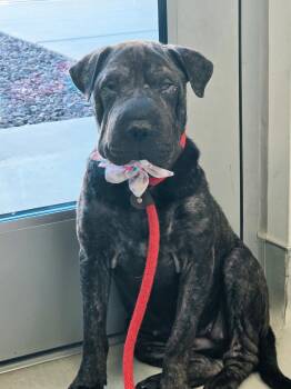 Dumpling -  Shar Pei Dog for Adoption in Lake Forest, California - Dumpling | PetCurious