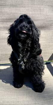 Cocker Spaniel Dogs Available for Adoption in Livonia, Michigan - Buddy | PetCurious