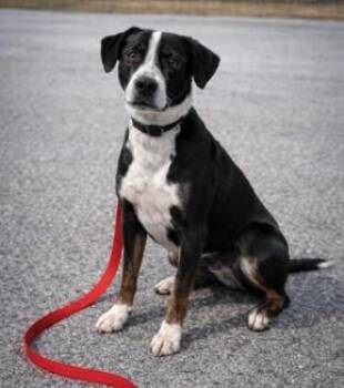 Elara -  Labrador Retriever and Hound Dog Available for Adoption in Partlow, Virginia - Elara | PetCurious