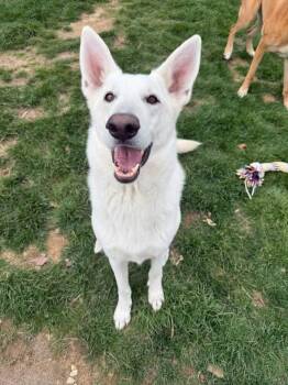 German Shepherd Dog and Husky Dogs Available for Adoption in Grove City, Ohio - Artemis Storm | PetCurious