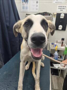 Rescue Black Mouth Cur and Mixed Breed Dogs for Adoption in Mobile, Alabama - BABY K | PetCurious