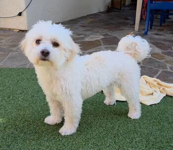 Maltese and Poodle Dogs Available for Adoption - Portobello | PetCurious