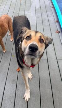 Gypsy -  German Shepherd Dog and Hound Dog for Adoption in St. Augustine, Florida - Gypsy | PetCurious