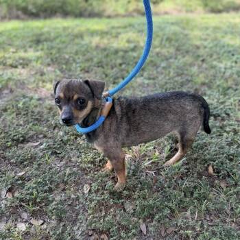 Jimmie James -  Chihuahua and Mixed Breed Dog for Adoption in Calverton, New York - Jimmie James | PetCurious