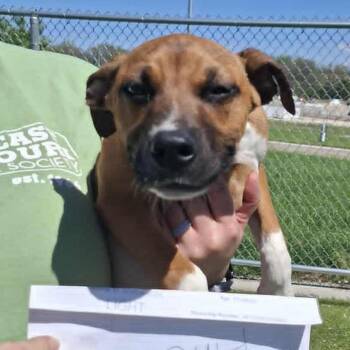 LIGHT -  Hound Dog for Adoption in Hannibal, Missouri - LIGHT | PetCurious