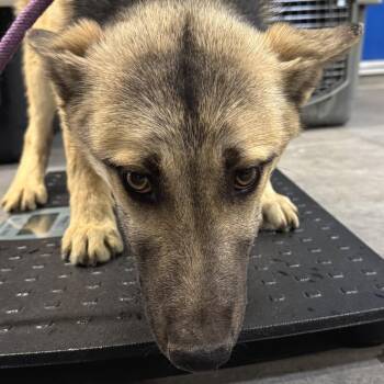 Mixed Breed Dogs Available for Adoption in Las Cruces, New Mexico - Marty | PetCurious