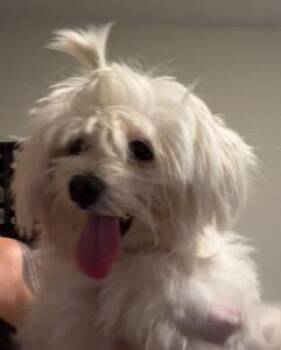 Fluffy -  Maltese Dog for Adoption in Wekiwa Springs, Florida - Fluffy | PetCurious